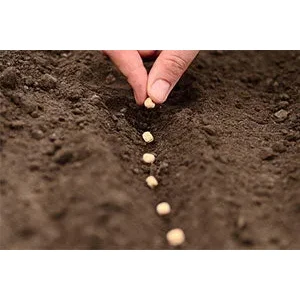 بذور غير هجين